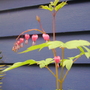 Pict0775