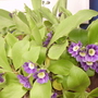 primula auricula (Primula auricula (Auricula))