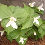trillium (trillium ovatum)