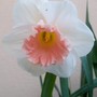 Park Perfumn (narcissus 'park perfumn')