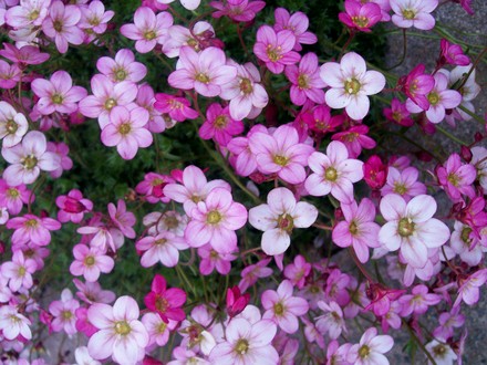 Moss Saxifraga (Saxifraga x arendsii)