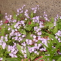 Omphalodes (omphalodes verna)