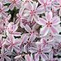 Phlox subulata