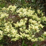 azalea (rhododendron)