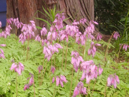 bleeding heart groundcover (Dicentra eximia)
