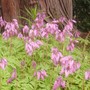 Dicentra eximia