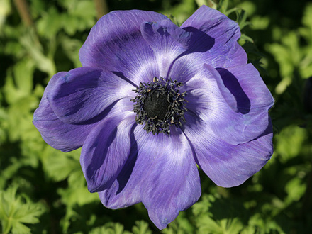 A garden flower photo (Anemone coronaria)