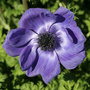 Anemone-coronaria