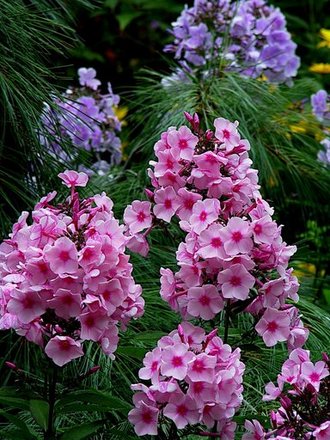 A garden flower photo (Phlox paniculata)