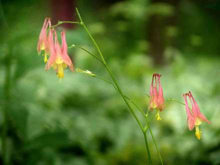 A garden flower photo (aquilegia canadensis)