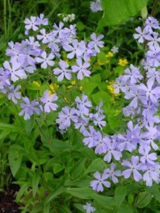 A garden flower photo (Phlox divaricata)