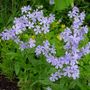 A garden flower photo (Phlox divaricata)