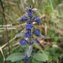 A garden flower photo (Ajuga reptans)