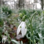 Snow drop close up