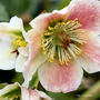 A garden flower photo (Helleborus orientalis)