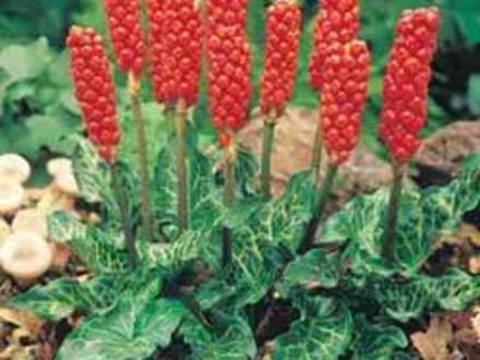A garden flower photo (Arum italicum 'Pictum')