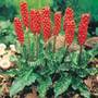 Arum italicum 'Pictum'