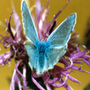 Common Blue