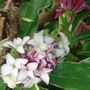 Mini_flowers