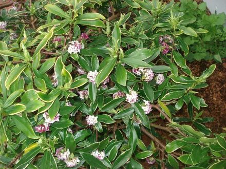 DAPHNE FLOWERS BUSH