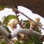 TWISTED VINE2
