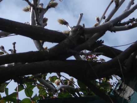 TWISTED VINE3