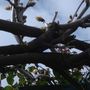 TWISTED VINE3
