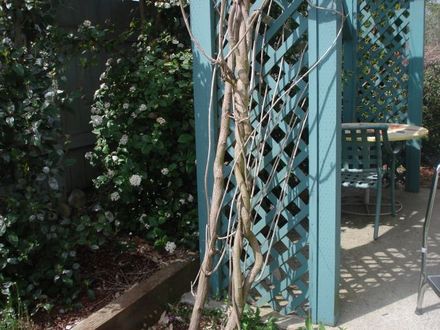 TWISTED VINE4