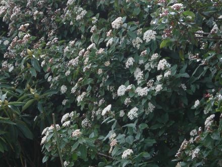 VIRBUNUM VS RHODIE