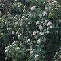 VIRBUNUM VS RHODIE