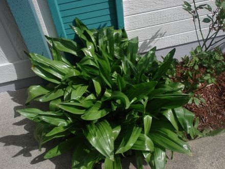 WAXY PLANT