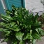 Waxy_plant
