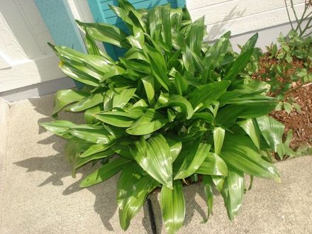 WAXY PLANT2