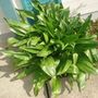 WAXY PLANT2