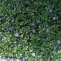 Vinca_everywhere