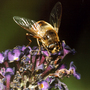 Honey_bee_copy