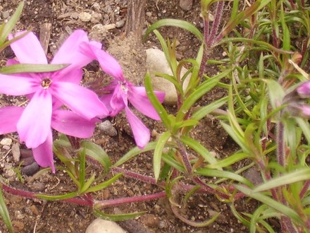 creeping phlox (Phlox subulata (Moss Phlox))