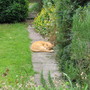 Ambrose on guard duty.