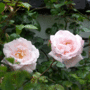 Grandma's Rose