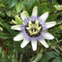 Passionflower