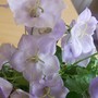 camp2.jpg (Campanula carpatica (Bellflower))