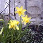 Mini yellow daffodils  (narcissus)