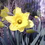 Daffodils (Narcissus pseudonarcissus)