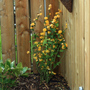 Garden 08