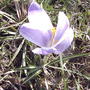 Crocus (Crocus vernus)