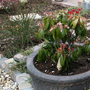 Garden 08