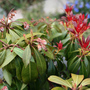 Garden 08