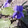 Wild violets (viola papilionacea)