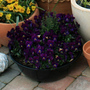 Pansy