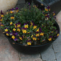 Pansy